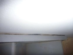 Black Mold