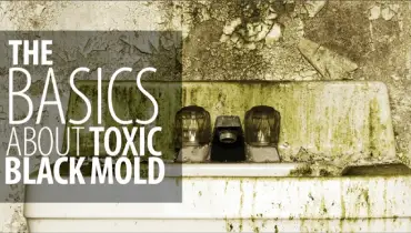 Toxic Black Mold.