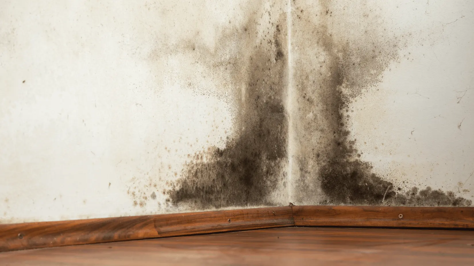 Black mold grows in the corner of a room on the drywall.