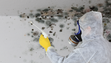 Wall covered in mold