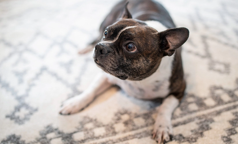 Summer means tick and flea season. Learn how carpet cleaning can kill fleas and how to get rid of fleas in carpet and on other soft surfaces.