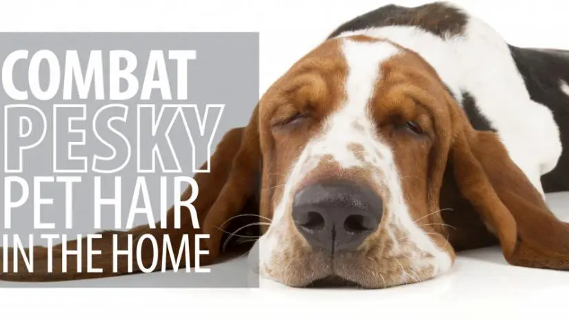Pet Hair.