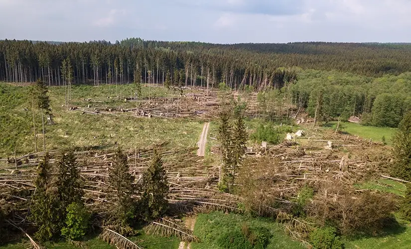 a forest of trees with some trees damaged and fallen over