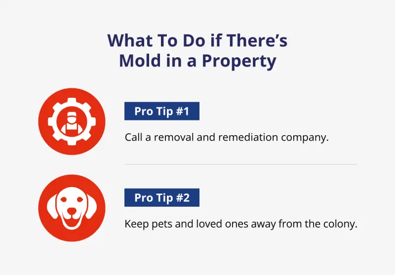 Graphic listing tips for what to do if there&rsquo;s mold on a property.